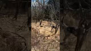 Woodcock Hunting with English Setter!