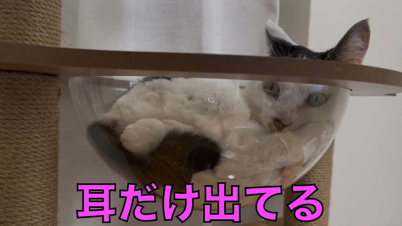 保護猫ナターシャの518日目：猫ボウルにすっぽり