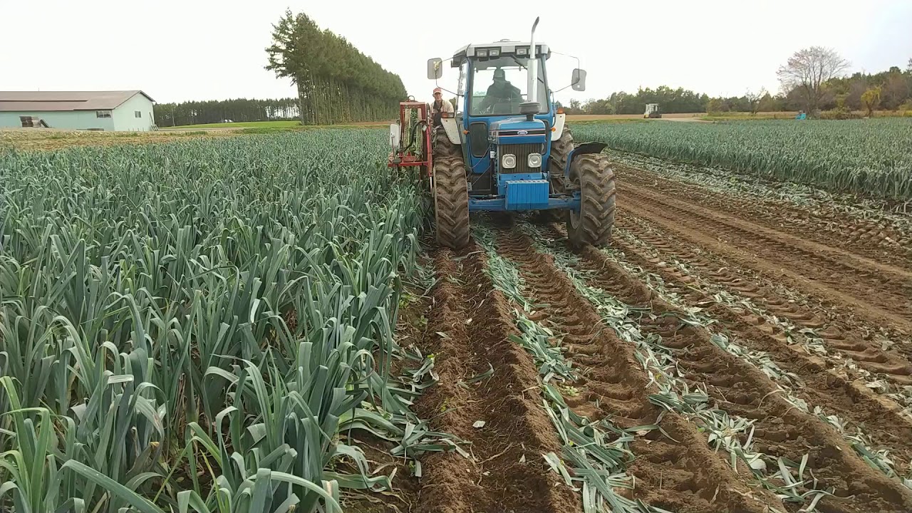 リーキ Leek Harvesting Leeks In Japan リーキの収穫 たけなかファーム Youtube