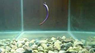 Drop Shot Test! Roboworm Straight Tail bass fishing lure