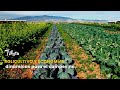 Policultivo y economías dinámicas para el campesino - TvAgro por Juan Gonzalo Angel