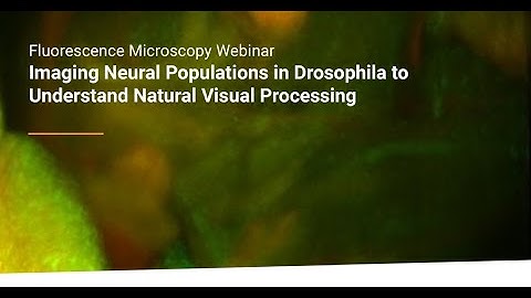 Imaging Neural Populations in Drosophila to Understand Natural Visual Processing | Bruker Webinar