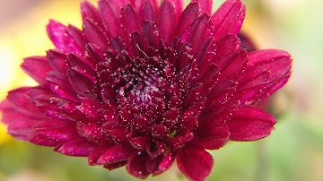 Neewer® Close-up Macro Kit for Panasonic DMC-FZ200 (+1, +2, +4, +10)