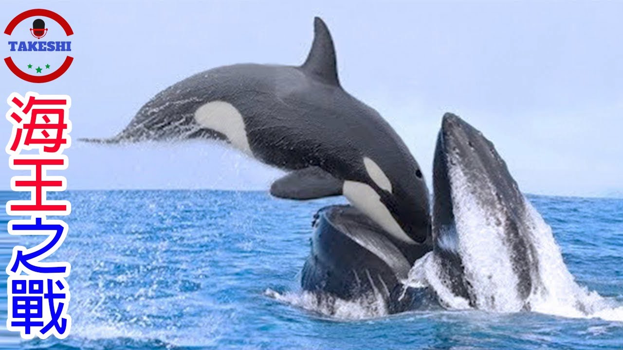 [生物放大鏡]人類絕對不想介入的海中霸王之戰 | 鯨魚怒吞殺人鯨!? | 鯨魚烙人怒打殺人鯨群