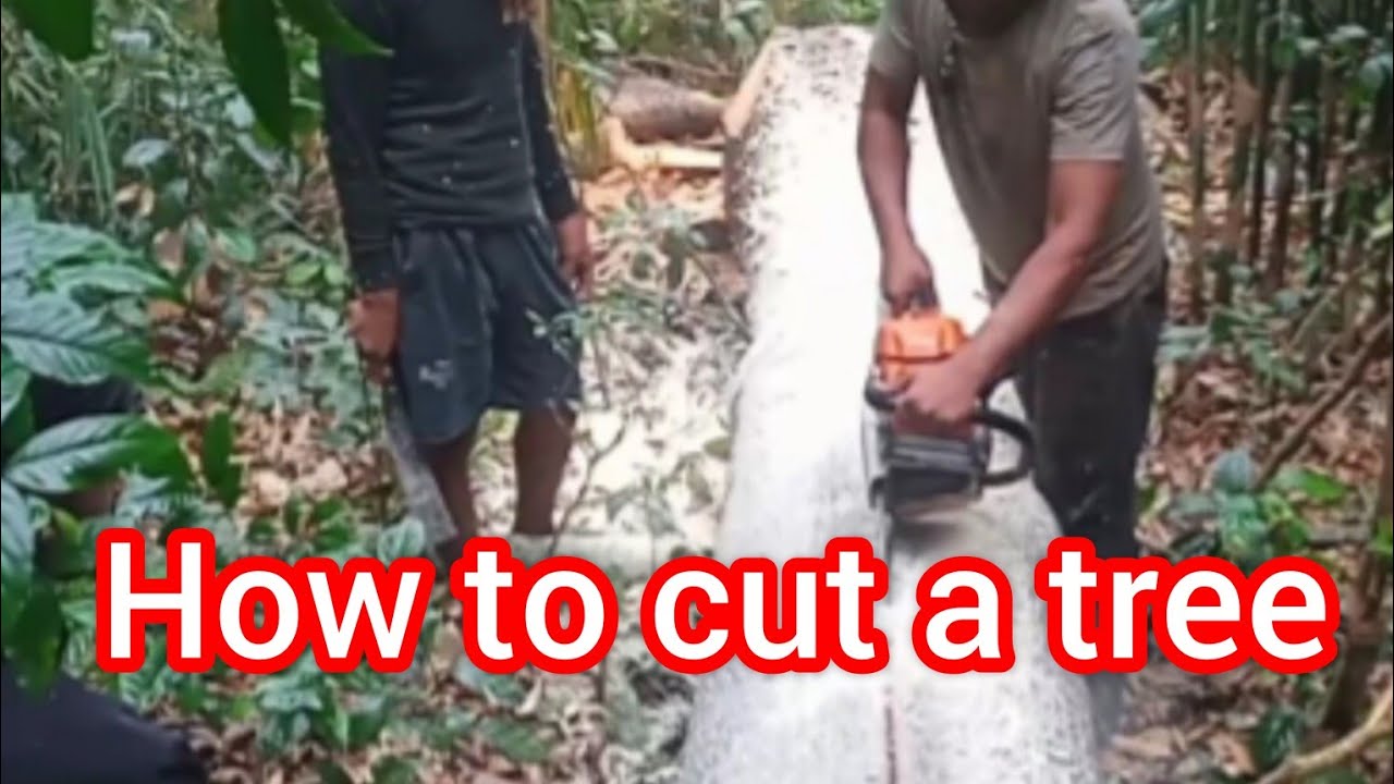 How to cut a tree - YouTube