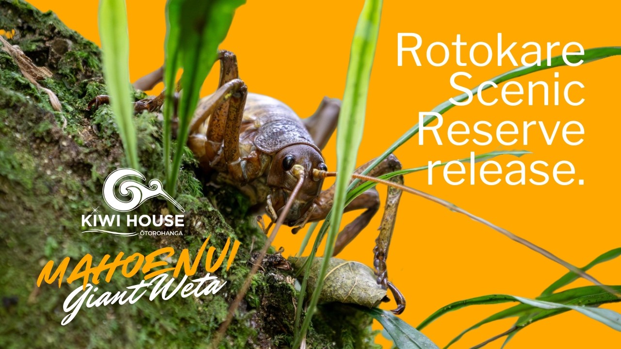 Otorohanga Kiwi House & Native Bird Park (NZ)