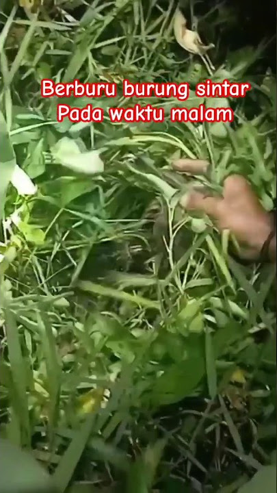 tangkap burung sintar pada waktu malam //berburu pada waktu malam