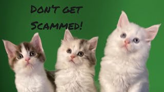 Maine Coon Kitten Buying Guide: Avoid Scams (Pt. 3)