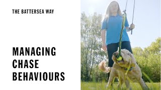 Managing Your Dog's Chase Behaviours | The Battersea Way