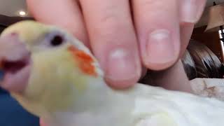 LuLu the Lutino Cockatiel Loving Petting