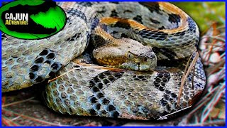 How Fast Do Rattlesnakes ACTUALLY Strike.... (Rattlesnake strike Test)