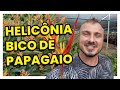 HELICÔNIA PAPAGAIO | COMO CULTIVAR