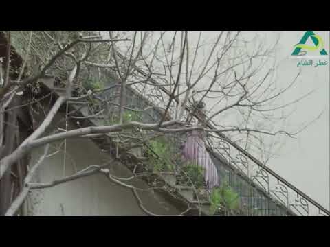 زمن البرغوث وفيئة تعايد حماتها وبنات حماها وعبدو نجلاء الخمري قمر خلف يامن حجلي