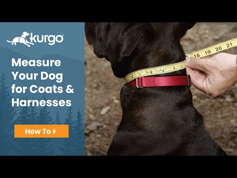 How To Measure Your Dog for Coats and Harnesses