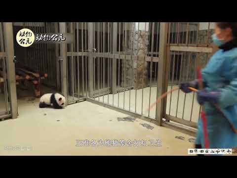 熊猫宝宝意外跑出笼舍，妈妈一脸着急