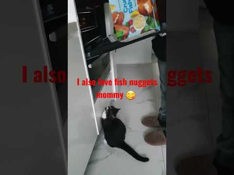 I also love fish nuggets mommy 😋 #funny #cute #cat Sox is impatient seeing fish nuggets