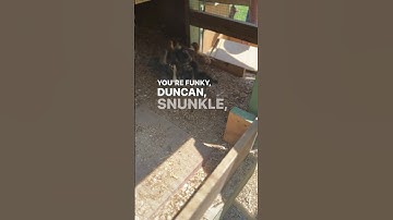 Moving the chicks from the brooder to outside Pt. 4:4 #babychickens #urbanfarm #homestead #chickens