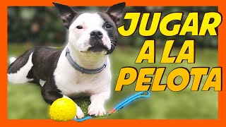 Cómo jugar a la pelota con mi perro ⚾ | JUGUETES PARA PERROS