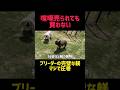 日本一の犬の躾が圧巻すぎる!#犬のしつけ#犬トレーニング#犬のいる生活#子犬のいる生活#犬好き#犬動画#dogtraining#doglife#しつけのコツ#無駄吠え対策