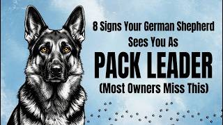 8 Signs Your German Shepherd Considers You Their Pack Leader (Most Owners Miss These) 🐶