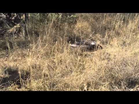 African Rock Python