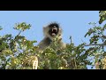 Angry calling of grey langoor_male