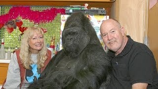 Meet The Gorilla Foundation