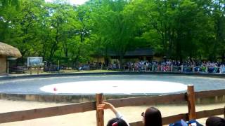 Копия видео "Korea, Seoul. Horse show at Minsokchon Korean village 2017"
