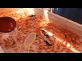 Nakanojo Festival 金魚すくい Goldfish Scooping mp3