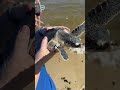 Recovery era complete, cold-stunned turtles named for Taylor Swift songs released