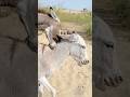 Donkeys Shortsfeed Animals Reels Pets Youtubeshorts Ghadha Donkeys Shortsfeed Animals Reels Pets Youtubeshorts Ghadha