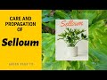 PROPAGATING AND TAKING CARE OF SELLOUM