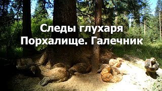 Следы глухаря Порхалище Галечник