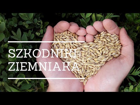 Wideo: Szkodniki Ziemniaka (część 1)