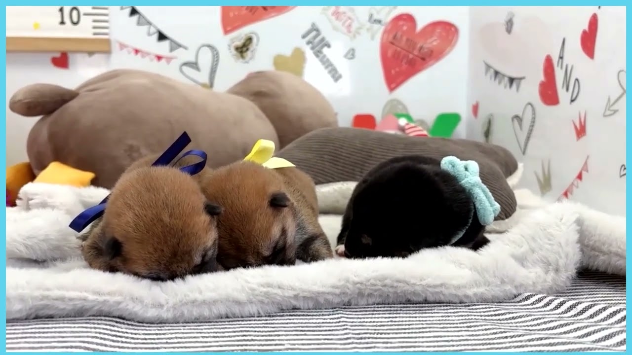 Coo&RIKU No.00748106 柴犬 - YouTube