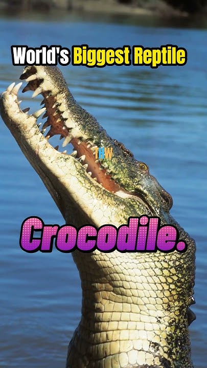 biggest-reptile-in-the-world-reptiles-crocodile-biggest-largest
