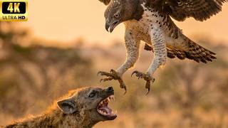 Mother Eagle Saves Her Baby From a Hyena Attack — From Egg to Survival