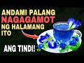 Bago ka uminom ng blue ternate tea panoorin mo muna ito