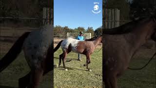 Lunging: Improving Lead Work for Horses - Training Tips