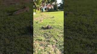 Gilhari Squirrel गलहर