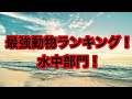 【水中部門】最強動物ランキング！