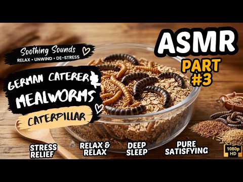 LIVE STREAM 🔴 ASMR Sorting Mealworms & Superworms | Relaxing • Satisfying • No Talking