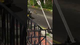 Rat Chases Dog Fearlessly