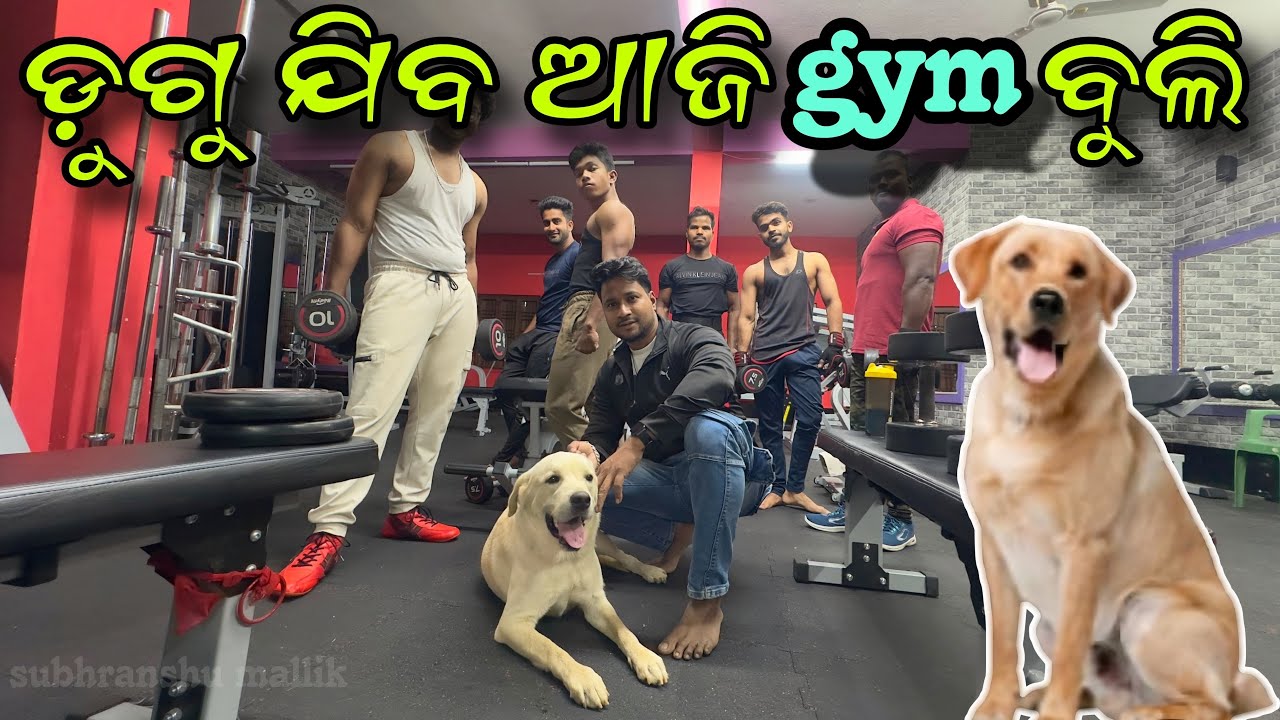 ଡୁଗୁ ଯିବ ଆଜି GYM ବୁଲି || Labrador Dog || Mini Zoo || Pet Lover Odisha || Pet Vlog Odisha ||