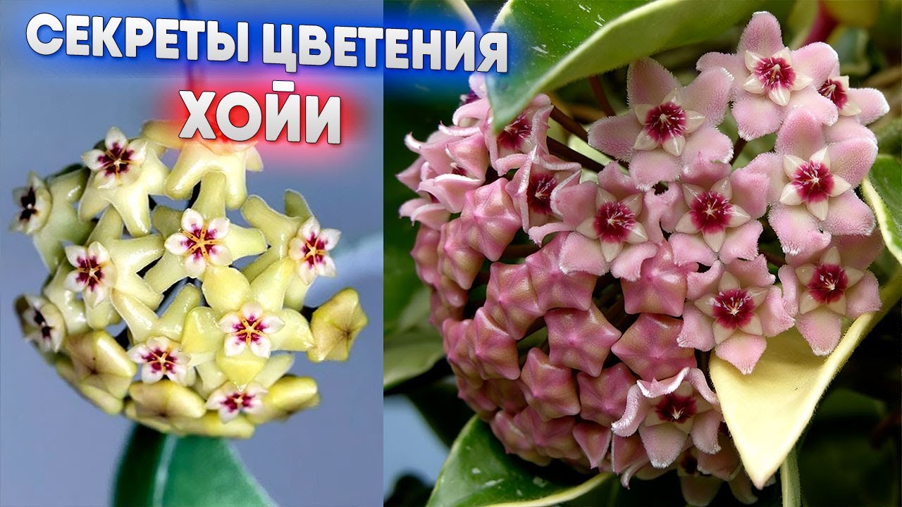Секреты цветения хойи
