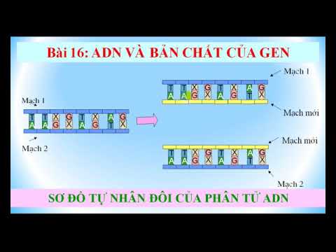Sinh học 9_Bài 16. ADN và Bản chất của gen - youtube
