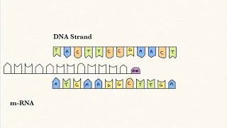 Protein Synthesis Stop Motion