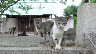 階段の上の神社に行ってみたらそこでは大規模な猫の集会が行われていた