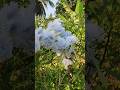 Artificial Cherry Blossoms perfect decor for bedroom,wedding event,living room #artificialflower