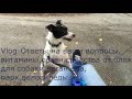 Vlog:мои витамины,масло Амла,органика от блох для собаки,парк,велики,Саша-поедун.